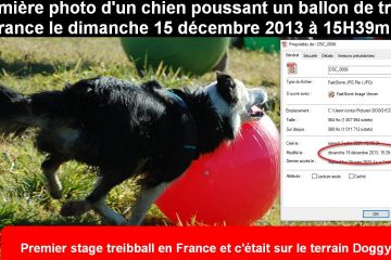 treibball photo n°1 en France